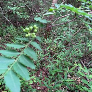 天然　山からの山椒の実　200g(野菜)