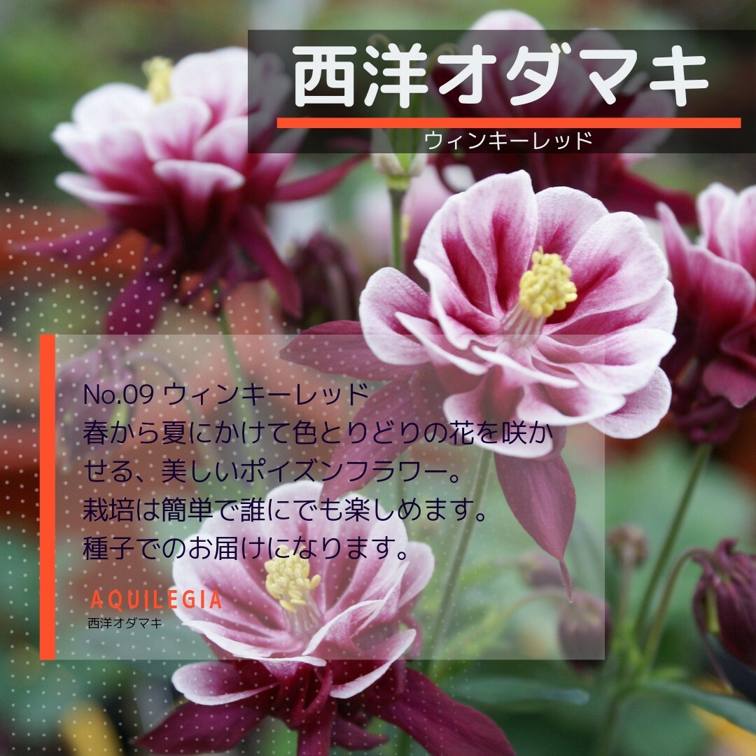 ゆうパケット　オダマキ☆ウィンキーレッド☆種子20粒 ハンドメイドのフラワー/ガーデン(その他)の商品写真