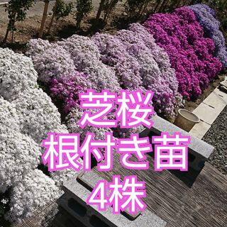 芝桜 根付き苗 4株(プランター)