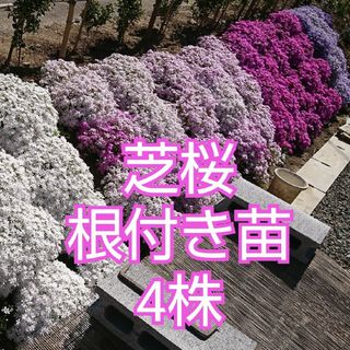 芝桜 根付き苗 青(濃) 4株(その他)