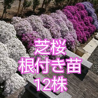 芝桜 根付き苗 12株(その他)