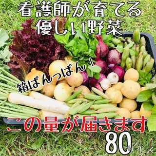 【無農薬】看護師が育てる優しい野菜詰め合わせセット　無農薬野菜詰合　野菜セット(野菜)