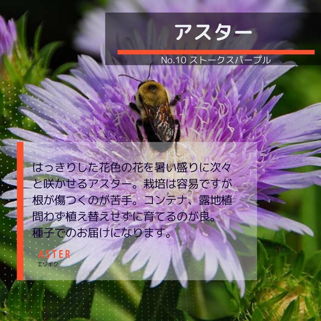 ゆうパケット　アスター☆ストークスパープル☆種子30粒 ハンドメイドのフラワー/ガーデン(その他)の商品写真