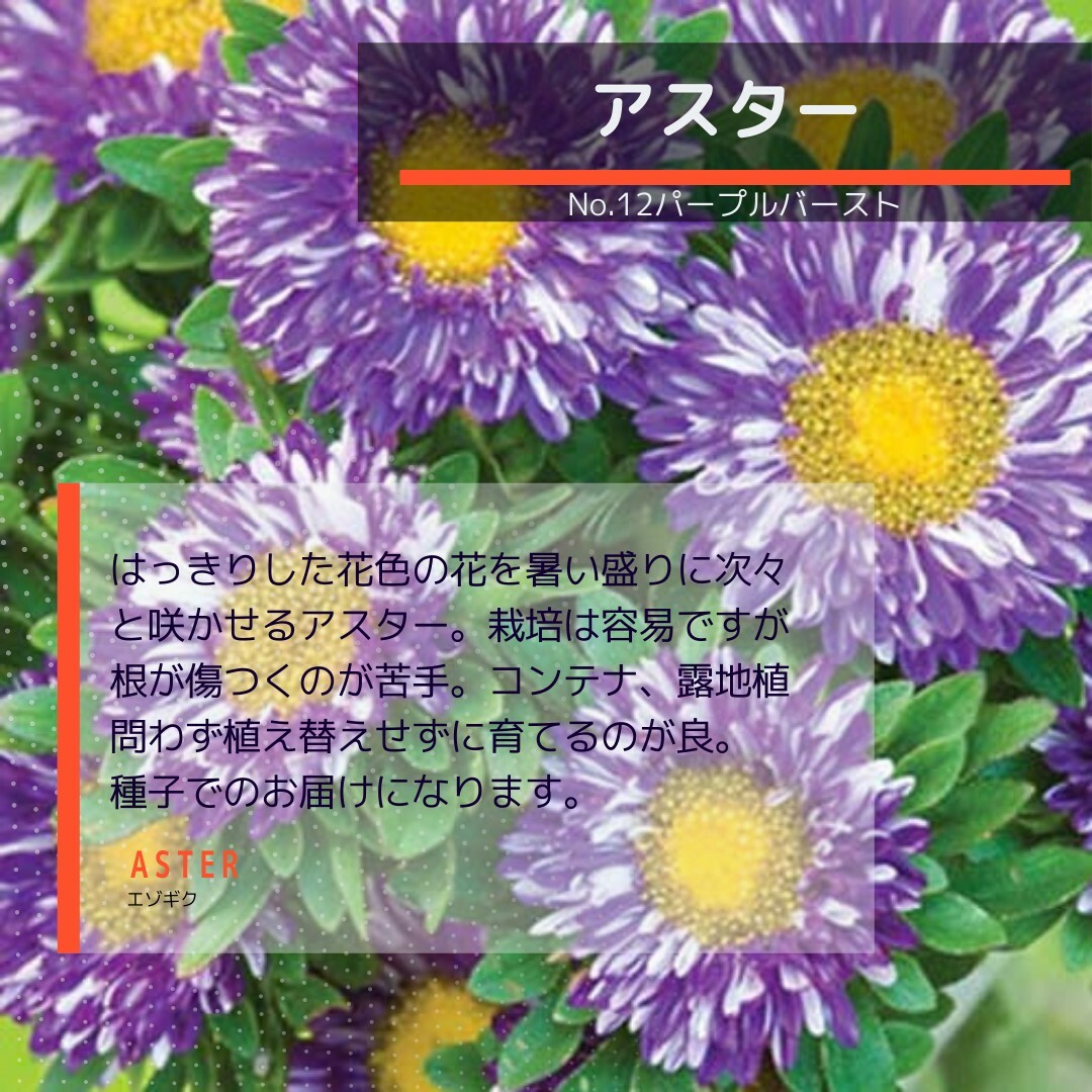ゆうパケット　アスター☆パープルバースト☆種子30粒 ハンドメイドのフラワー/ガーデン(その他)の商品写真