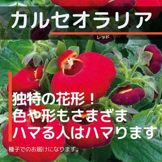 ゆうパケット　カルセオラリア☆レッド☆種子15粒(その他)