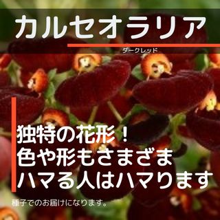 ゆうパケット　カルセオラリア☆ダークレッド☆種子15粒(その他)