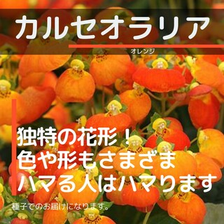 ゆうパケット　カルセオラリア☆オレンジ☆種子15粒(その他)