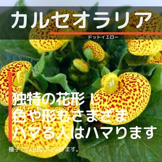 ゆうパケット　カルセオラリア☆ドットイエロー☆種子15粒(その他)