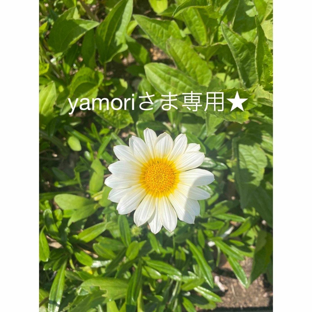 yamoriさま専用★