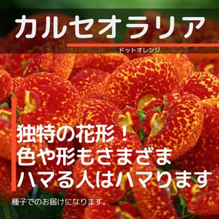 ゆうパケット　カルセオラリア☆ドットオレンジ☆種子15粒(その他)