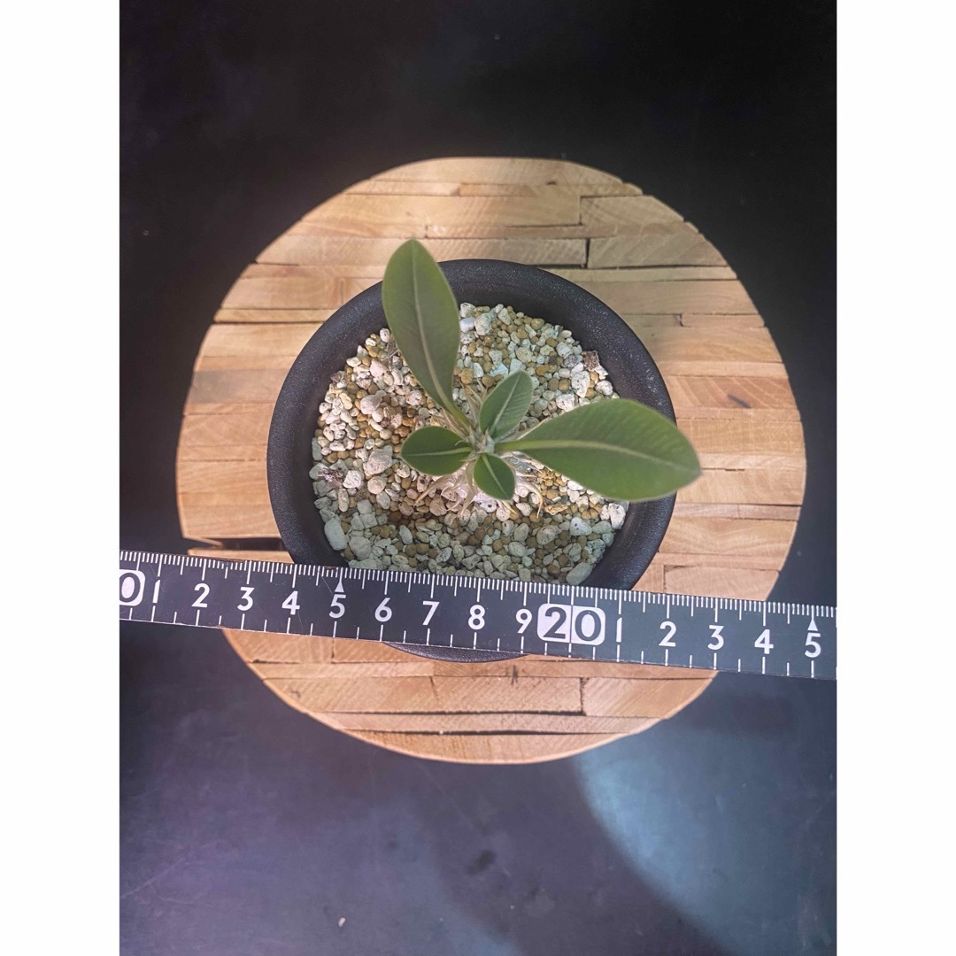 パキポディウム　レウコキサンツム　恵比寿笑い 白花 ハンドメイドのフラワー/ガーデン(その他)の商品写真