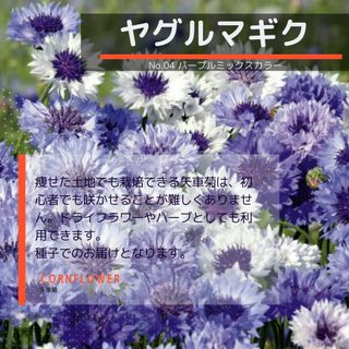 ゆうパケット　ヤグルマギク☆パープルミックスカラー☆種子12粒(その他)