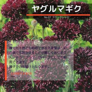 ゆうパケット　ヤグルマギク☆ブラックレッド☆種子12粒(その他)