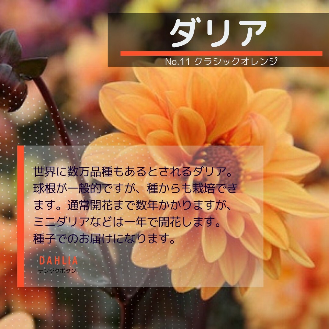 ゆうパケット　ダリア☆クラシックオレンジ☆種子7粒 ハンドメイドのフラワー/ガーデン(その他)の商品写真