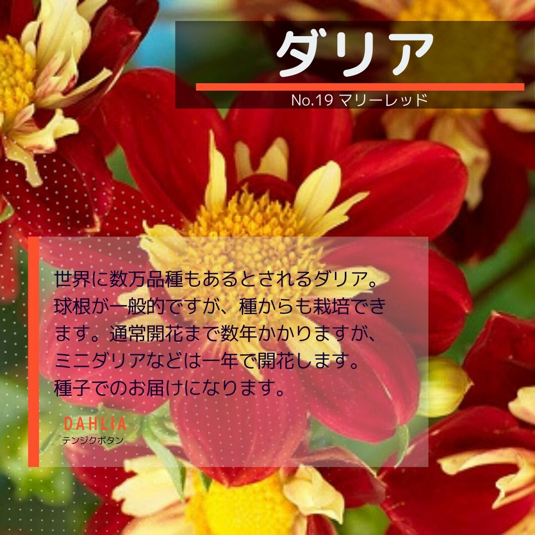 ゆうパケット　ダリア☆マリーレッド☆種子7粒 ハンドメイドのフラワー/ガーデン(その他)の商品写真