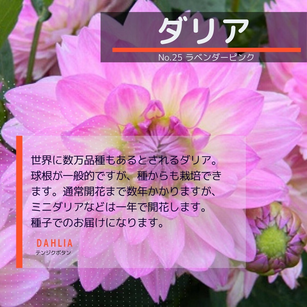 ゆうパケット　ダリア☆ラベンダーピンク☆種子7粒 ハンドメイドのフラワー/ガーデン(その他)の商品写真