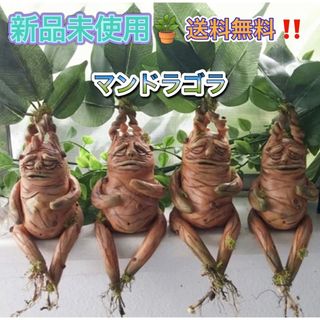 置物 マンドラゴラ 4個セット マンドレイク ホラー リアルの通販 by