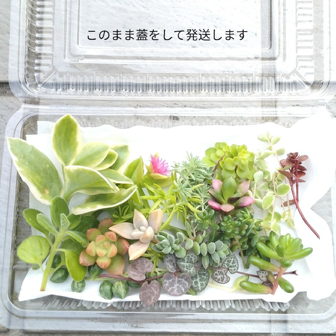 多肉植物　カット苗　多肉詰合せ　セダム　寄植えに ハンドメイドのフラワー/ガーデン(その他)の商品写真