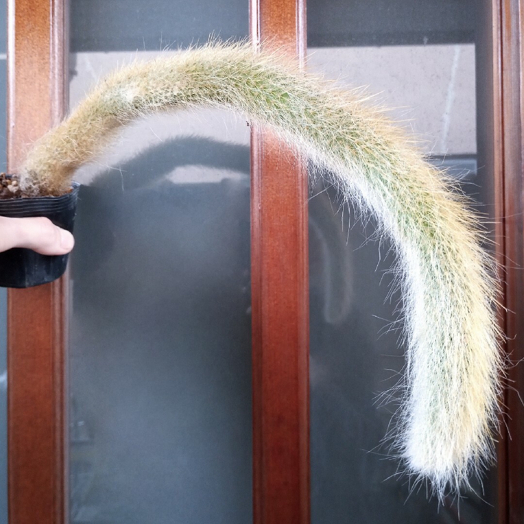ヒルデウィンテラ 極太 長さ40cm超 根つき抜き苗 猫のしっぽ ヒモサボテン