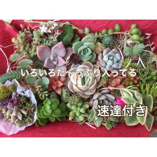 ラブリーローズ入り♡多肉植物(カット苗) カラフルなセット♪ このままお届け(その他)