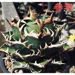 多肉植物アガベ チタノタ レッドキャットウィーズル ゴリ猫 極上子株2