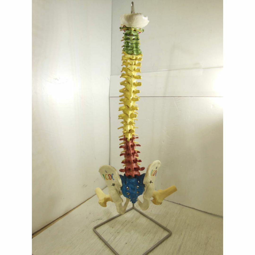 ＤＫ１５０■ドイツ製■脊椎模型　骨盤模型■JCDC■全高　約74cm■