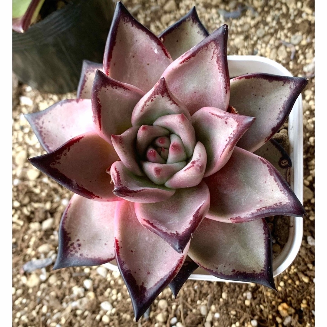 大苗❣️ブラッドロメオ❤️美苗 多肉植物 寄植え エケベリア