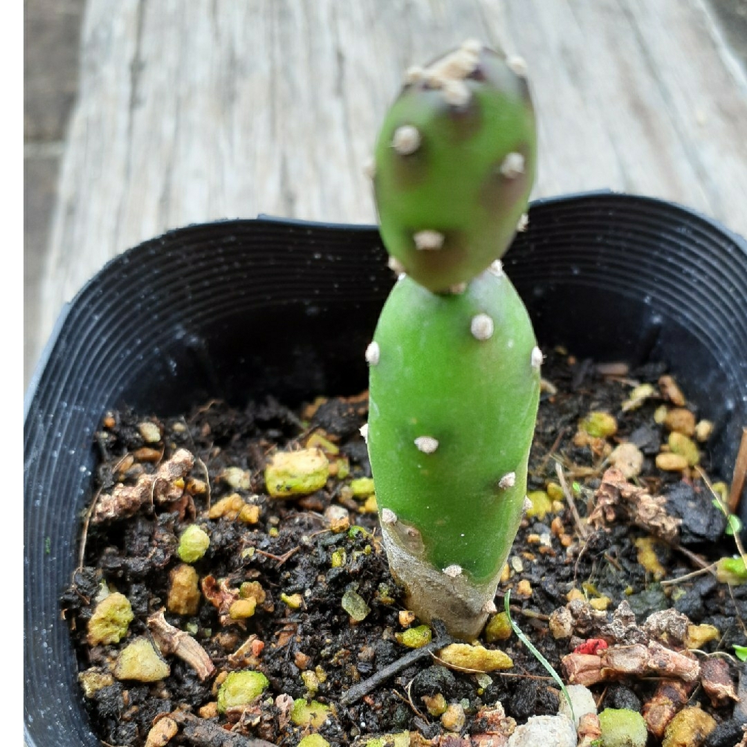 多肉植物　サボテン　墨こけし ハンドメイドのフラワー/ガーデン(その他)の商品写真