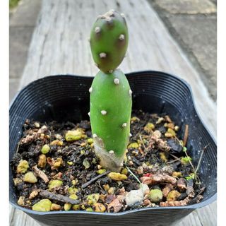 多肉植物　サボテン　墨こけし(その他)