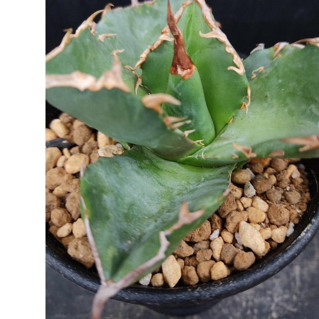 Agave アガベ USA現地球 白鯨 チタノタ レッドキャット 優良株 発根済