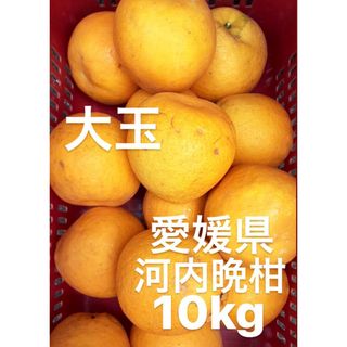 愛媛県産　大玉　宇和ゴールド　河内晩柑　10kg(フルーツ)