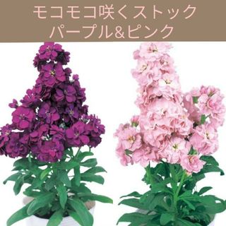 育て方付き❀寄せ植えにも♪モコモコ咲く*ストックパープル&ピンク*花の種(その他)