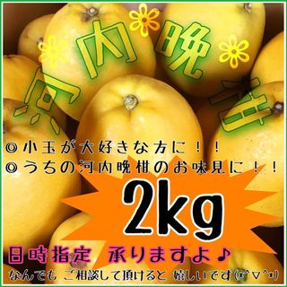 【えひめ産】《訳あり》かわちばんかん《河内晩柑》みかん蜜柑ミカン柑橘(フルーツ)