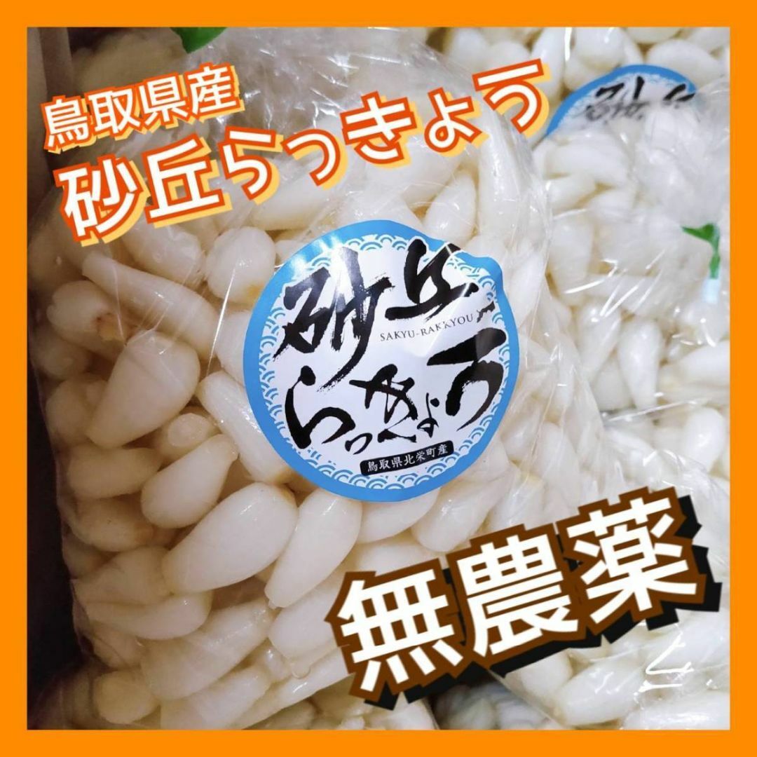 鳥取県産】らっきょう　砂丘らっきょう　鳥取　2kg　洗いらっきょう　らっきょ-