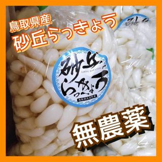 【無農薬】砂丘らっきょう 3kg 洗いらっきょう 鳥取 らっきょう らっきょ(野菜)