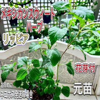 レアな　メキシカンスウィートハーブ　リッピア　元苗　花芽付　ステビアの4倍甘味料(その他)