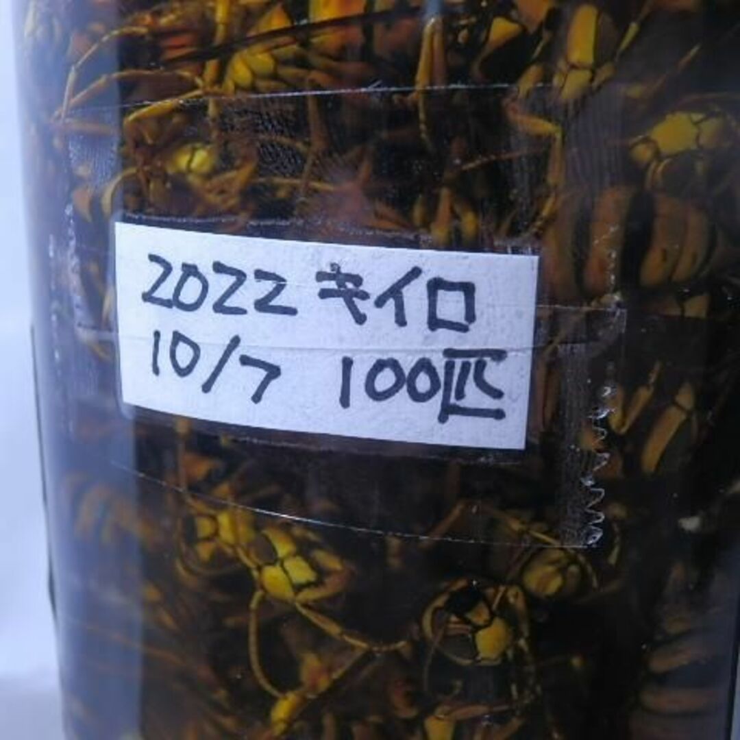 キイロズメバチ レジェンド宝焼酎 100匹 2022/10/7