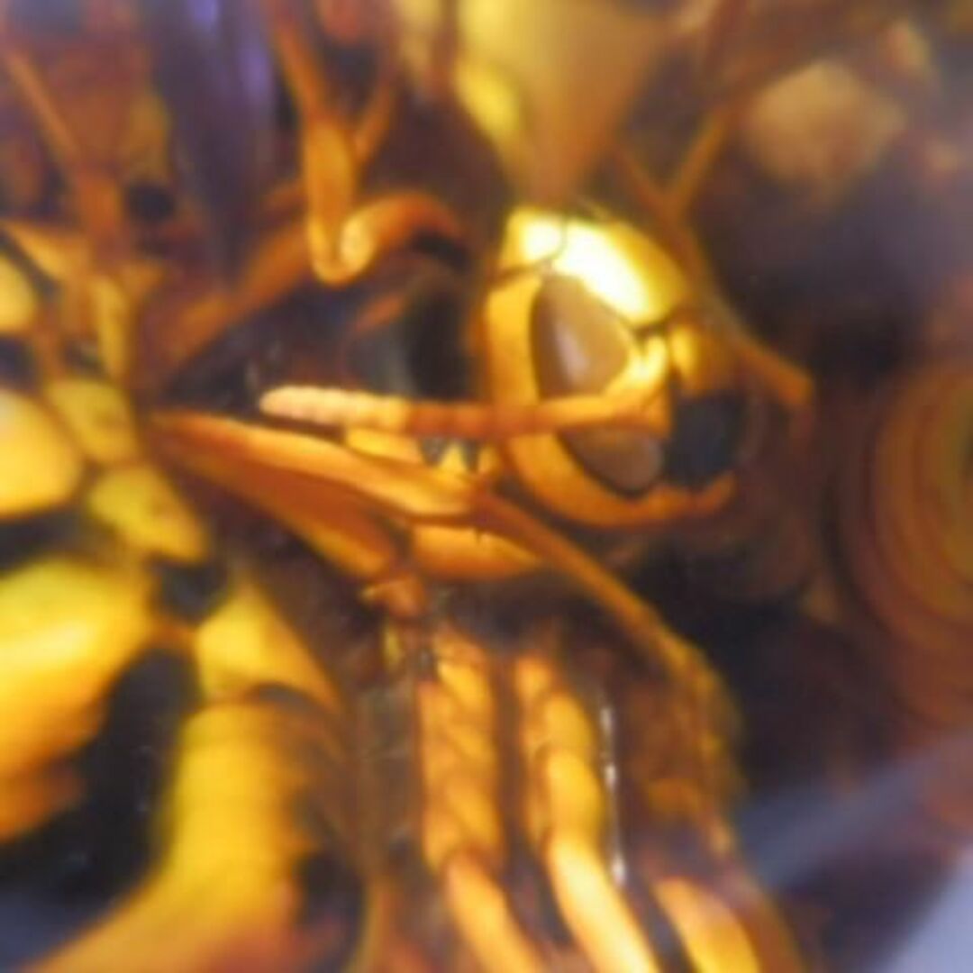 キイロズメバチ レジェンド宝焼酎 100匹 2022/10/7