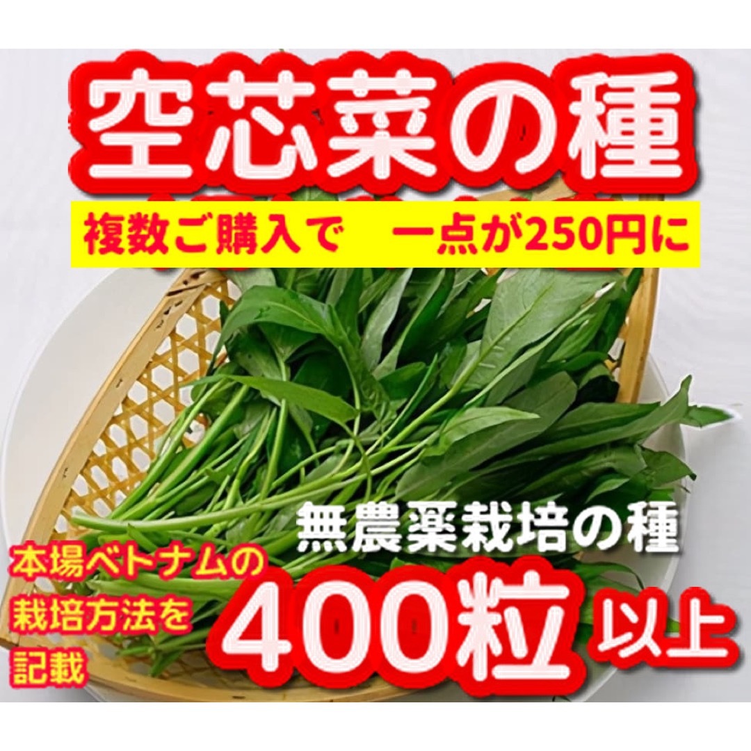 空芯菜種22g【400粒以上】★無農薬栽培の種★令和5年産 食品/飲料/酒の食品(野菜)の商品写真