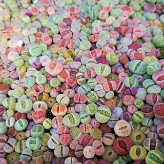 リトープス　多肉植物 色の組み合わせ 約100苗 1年の苗0.5-1.2cm(その他)