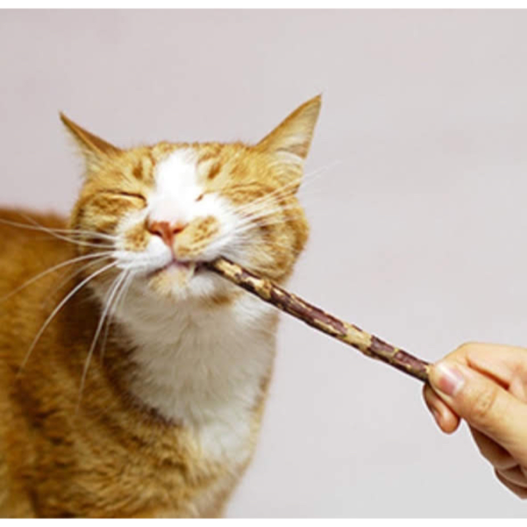 15本 猫用純天然マタタビ  またたびの木 噛む おもちゃ 歯ぎしり棒 その他のペット用品(猫)の商品写真