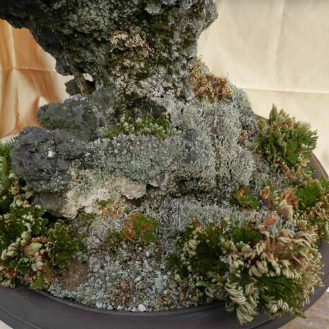 枯れ盆栽 盆石 19kg 高さ43cm 怪獣顔 -