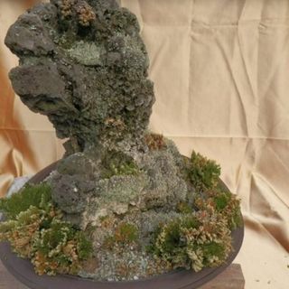 枯れ盆栽 盆石 19kg 高さ43cm 怪獣顔 -