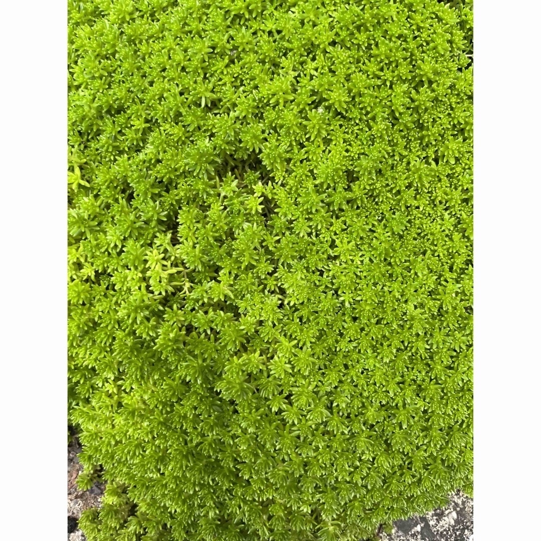 多肉植物セダム50苗（カット）パリダム モリムラ万年草 グリーンペット ハンドメイドのフラワー/ガーデン(その他)の商品写真