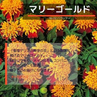 ゆうパケット　マリーゴールド☆バンウティ☆種子15粒(その他)