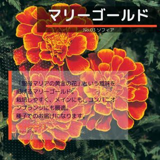 ゆうパケット　マリーゴールド☆ソフィア☆種子15粒(その他)