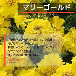 ゆうパケット　マリーゴールド☆イエロージャケット☆種子15粒(その他)