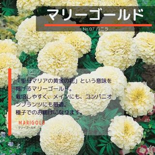 ゆうパケット　マリーゴールド☆バニラ☆種子15粒(その他)