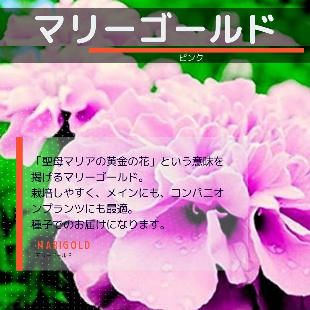 ゆうパケット　マリーゴールド☆ピンク☆種子12粒 ハンドメイドのフラワー/ガーデン(その他)の商品写真