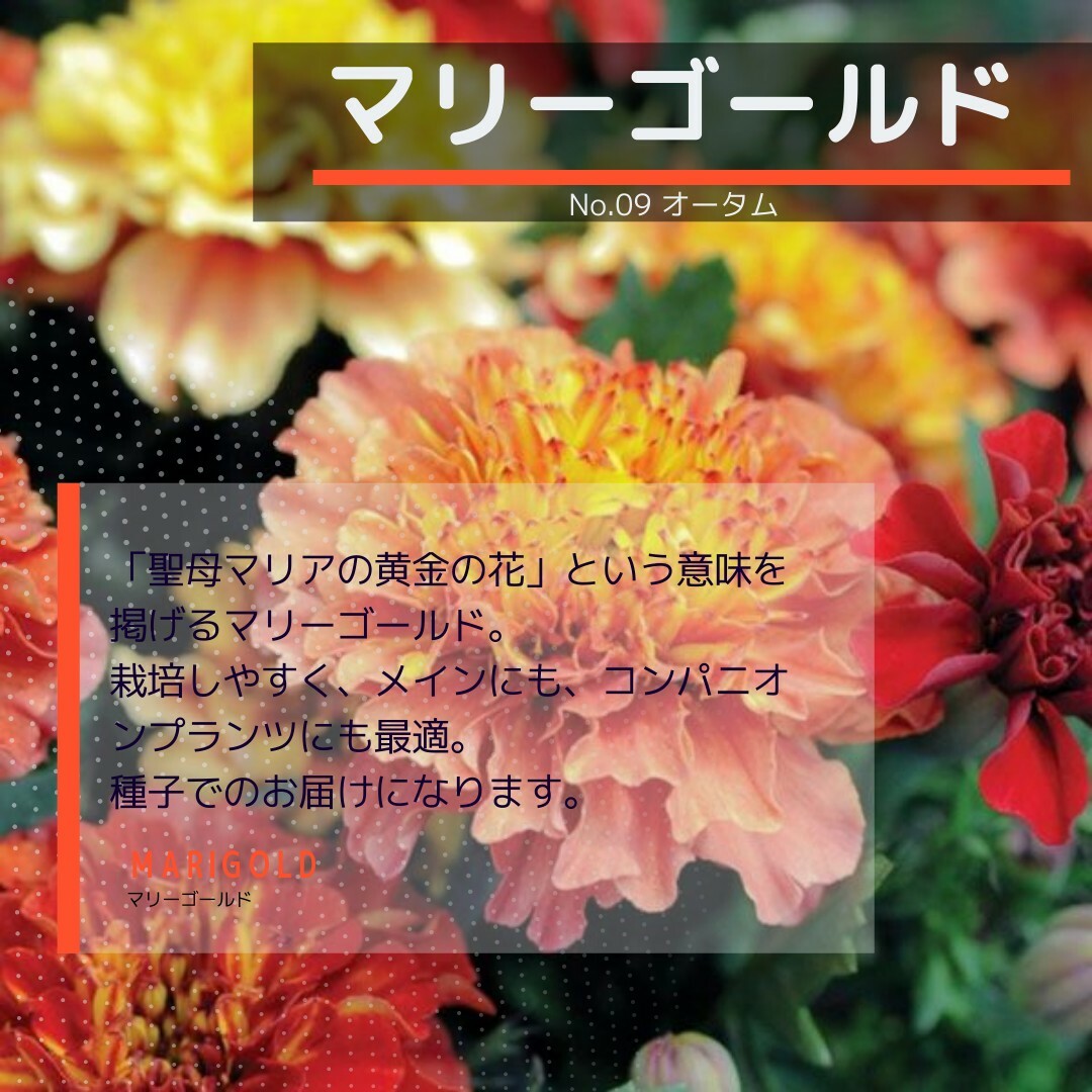 ゆうパケット　マリーゴールド☆オータム☆種子15粒 ハンドメイドのフラワー/ガーデン(その他)の商品写真